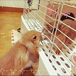 壁/天井/お部屋ではないのですが…/うさぎ部/ロップイヤー/ネザーランドドワーフ...などのインテリア実例 - 2016-09-23 22:58:43