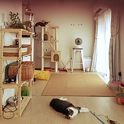 部屋全体/ねこばかりですみません/猫/築41年中古マンション/一人暮らし...などのインテリア実例 - 2016-09-11 11:11:40