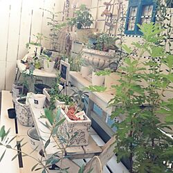 部屋全体/DIY/ベランダ/植物のインテリア実例 - 2014-08-06 17:51:30