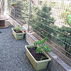 壁/天井/家庭菜園♡/ミニトマト・トマトのインテリア実例 - 2019-05-08 09:00:15
