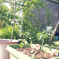 リビング/家庭菜園/庭/DIY/100%手作りの庭のインテリア実例 - 2021-04-20 14:09:59