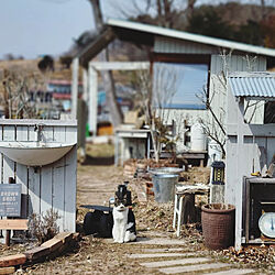 ベッド周り/今日の庭/猫/猫のいる暮らし/小屋のある暮らし...などのインテリア実例 - 2022-03-13 16:29:15