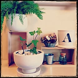 棚/植物もっとほしい♡/観葉植物/観葉植物増やしたい/NO GREEN NO LIFE...などのインテリア実例 - 2015-02-28 15:18:26