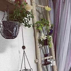 壁/天井/観葉植物のインテリア実例 - 2017-02-24 09:56:30