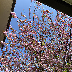 青空/八重桜/庭のある暮らし/玄関/入り口のインテリア実例 - 2021-04-12 09:11:20