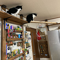 キャットウォーク/猫タワー/猫と暮らす家/キッチンDIY/食器棚DIY...などのインテリア実例 - 2022-11-19 06:04:09