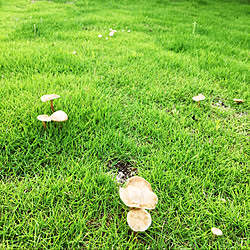 キノコ/庭の芝生/大雨被害これ以上出ませんように/大雨地域の方どうか無事で/コロナが早く終息しますように...などのインテリア実例 - 2020-07-16 17:22:52