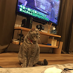 猫のいる暮らし/ワーゲンバスティッシュケース/ワーゲンバス/ぱたぱた時計/壁掛けテレビ...などのインテリア実例 - 2020-05-17 09:37:54