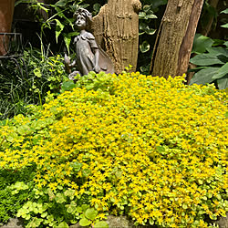 黄色い絨毯みたい/もっさり/妖精の置物/実家の庭/多肉植物の花...などのインテリア実例 - 2022-06-29 11:52:33