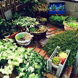 玄関/入り口/セダム寄せ植え/多肉植物/工具箱/レンガ...などのインテリア実例 - 2016-08-03 09:22:49