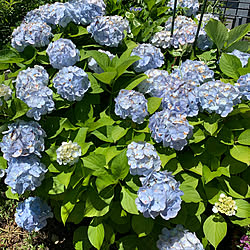 季節のお花/季節の花/季節を楽しむ/季節を感じる暮らし/ガーデン...などのインテリア実例 - 2019-06-17 23:02:16