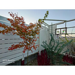 玄関/入り口/庭のある暮らし/紅葉/ガーデンフェンス DIYのインテリア実例 - 2021-11-19 07:19:44