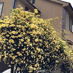 玄関/入り口/お花のある暮らし/モッコウバラのインテリア実例 - 2017-05-01 21:01:52