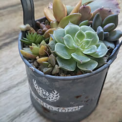 カイガラムシ駆除 憎き白いヤツのインテリア実例 Roomclip ルームクリップ カイガラムシ駆除 憎き白いヤツのインテリア実例 Roomclip ルームクリップ