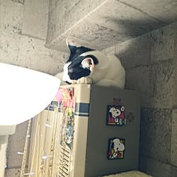 壁/天井/1K/猫の居る暮らし(*˙︶˙*)☆*°/スヌーピーのインテリア実例 - 2015-05-11 23:50:02