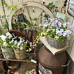 車輪/ミルク缶リメイク/植物のある暮らし/リメ缶/サビサビ大好き...などのインテリア実例 - 2021-04-07 08:06:47