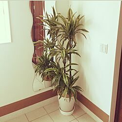 玄関/入り口/ワーネッキ/観葉植物/IKEAのインテリア実例 - 2016-04-02 14:35:48