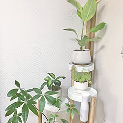 観葉植物のある暮らし/壁紙本舗/クロスDIY/kioi/壁紙DIY...などのインテリア実例 - 2020-12-05 20:56:59