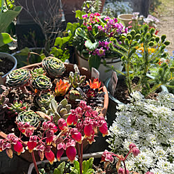 庭/花が好き/植物のある暮らし/多肉植物/多肉寄せ植え...などのインテリア実例 - 2022-04-08 09:56:54