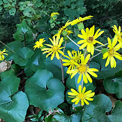 つわぶきの花/黄色い花/山野草/山野草も好き/いつもいいねありがとうございます♡...などのインテリア実例 - 2021-11-04 08:38:21