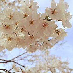 バス/トイレ/桜/春を感じるなぁ✿*。/桜満開.*✿/葉っぱ隊(*´∀｀*)...などのインテリア実例 - 2024-04-08 22:20:54