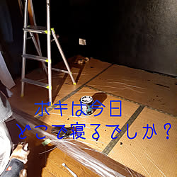 壁/天井/マイ・ルーム/DIY/3分つや/猫のいる生活...などのインテリア実例 - 2021-05-16 17:58:34