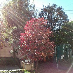 玄関/入り口/植物/庭のインテリア実例 - 2013-11-15 19:39:55