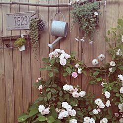 庭/ガーデンのインテリア実例 - 2014-05-24 18:38:44