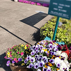 玄関/入り口/春/花のインテリア実例 - 2021-04-10 09:59:32