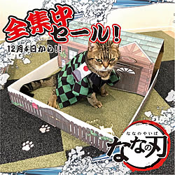 部屋全体/インテリア大好き/組み合わせ自由/猫のための家づくり/シニア猫との暮らし...などのインテリア実例 - 2020-12-03 13:55:00