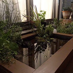 苔/水生植物/DIY/ミナミヌマエビ/メダカ...などのインテリア実例 - 2019-08-14 22:22:56