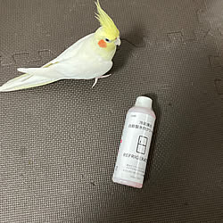 棚/自動製氷機クリーナー/カインズ/犬/鳥...などのインテリア実例 - 2023-12-09 22:35:48