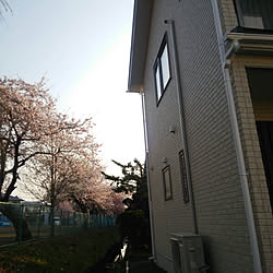 壁/天井/桜/LIXIL/アイフルホーム/借景のインテリア実例 - 2018-04-21 06:26:27