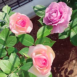 ノヴァーリス/ピエールドゥロンサール/ガーデニング初心者/薔薇/薔薇が好きのインテリア実例 - 2016-05-14 15:59:50