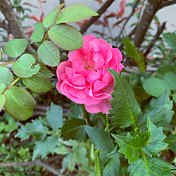 ばらの花/すきなものに囲まれた暮らし/庭/注文住宅/花のある暮らし...などのインテリア実例 - 2021-10-03 22:41:12