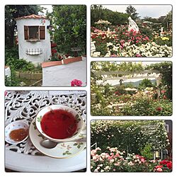 バラ/rose garden/ばら園/rose teaのインテリア実例 - 2015-06-07 23:20:13