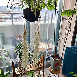 ウスネオイデス/夫婦2人暮らし/マンション暮らし/観葉植物/ベランダ...などのインテリア実例 - 2023-02-23 15:37:09