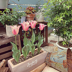チューリップ/お花のある暮らし/多肉植物/庭　DIY/玄関/入り口のインテリア実例 - 2021-04-03 10:24:02