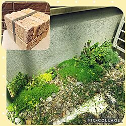 壁/天井/ガーデニングが好き/多肉植物/ホームセンター/寄せ植え...などのインテリア実例 - 2023-04-23 21:07:53