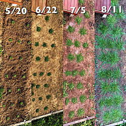 玄関/入り口/植物/雑草との戦い/クラピアK5/グランドカバー...などのインテリア実例 - 2018-08-11 07:27:00