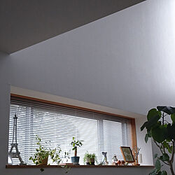壁/天井/植物のある暮らし/木枠の窓&窓枠/観葉植物のある暮らし/高窓からの木漏れ日...などのインテリア実例 - 2021-03-12 20:24:13