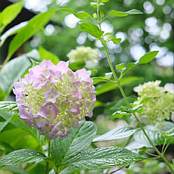 紫陽花/2019.6.7☔️/玄関/入り口/思い出に残る雨の日のインテリア実例 - 2019-06-07 10:32:38