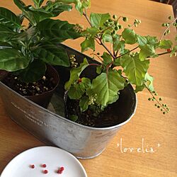 部屋全体/植物/コーヒーの木のインテリア実例 - 2013-09-27 15:46:25