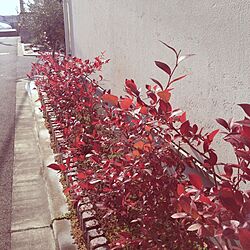 玄関/入り口/ブルーベリー/紅葉/レンガ/植物...などのインテリア実例 - 2013-12-05 11:10:28