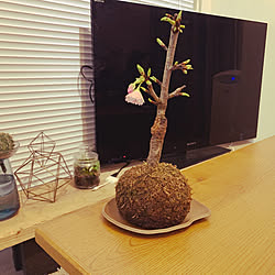 観葉植物/植物/NO GREEN NO LIFE/グリーンのある暮らし/植物のある暮らし...などのインテリア実例 - 2022-02-21 20:53:58