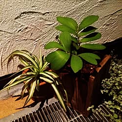 玄関/入り口/男前/雑貨/多肉植物/観葉植物...などのインテリア実例 - 2014-09-01 20:05:50