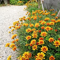 壁/天井/ガーデニングが好き/植物のある暮らし/毎日の暮らしを楽しむ♪/いやしの空間...などのインテリア実例 - 2023-04-29 18:19:43