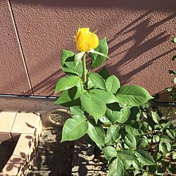 夜になると鈴虫が泣きます/秋の気配/雨上がり今週晴れ/薔薇四季咲き/ゴールドグロー...などのインテリア実例 - 2022-09-29 17:04:19