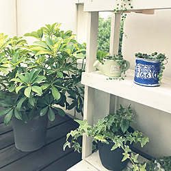 部屋全体/NO GREEN NO LIFE/シンプルにすっきりと暮らす/植物のある暮らし/観葉植物...などのインテリア実例 - 2018-07-28 07:31:37