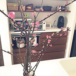キッチン/飾り棚/花のインテリア実例 - 2016-02-25 15:58:30